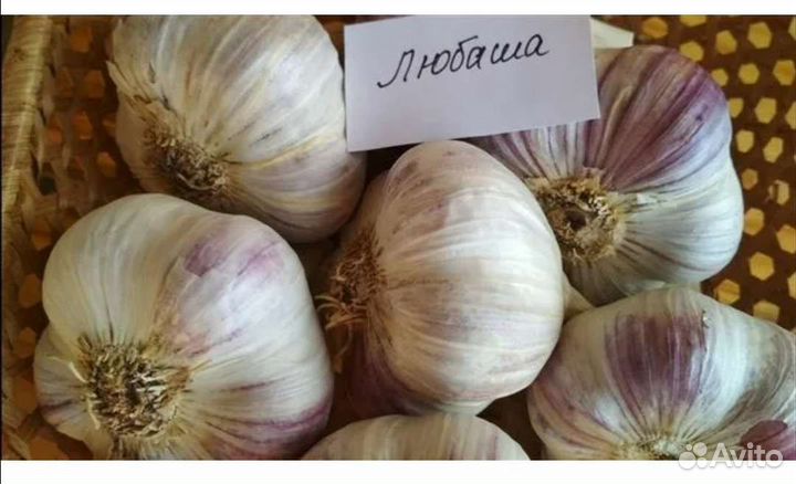 Продаю лучший чеснок озимый, сорт 