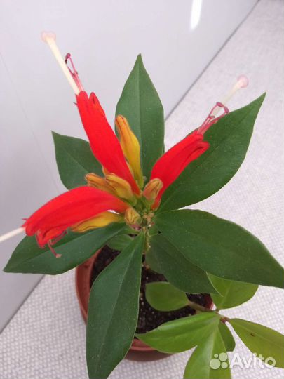 Эсхинантус