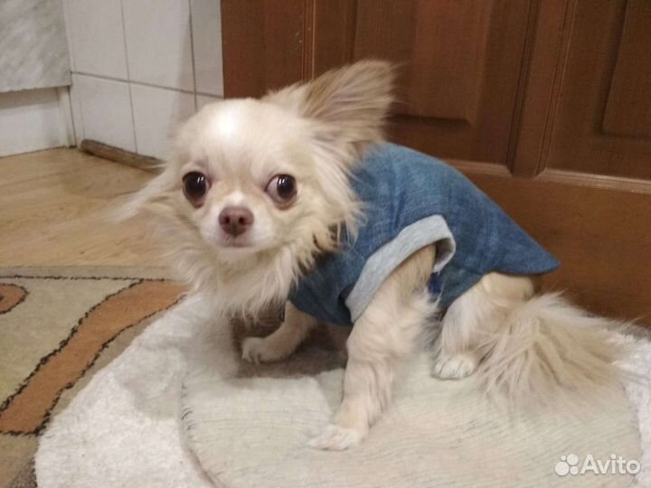 Жилетка для собачки