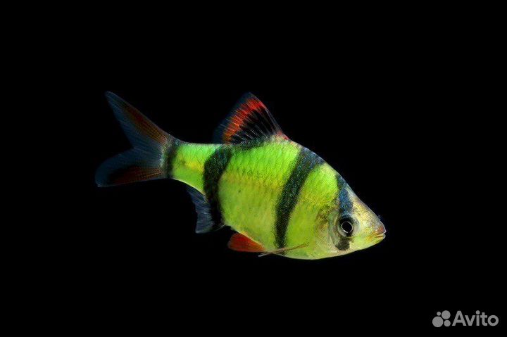 Рыбки Барбусы суматранские зеленые (GloFish)