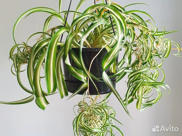 Хлорофитум кудрявый