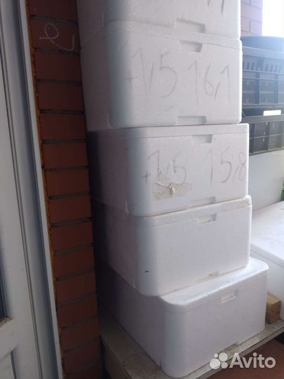 Термо контейнер из пенопласта