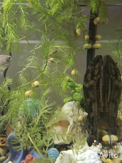 Улитки ампулярии