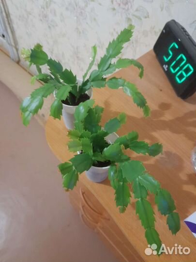 Декабрист белый