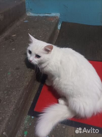 Домашняя кошечка