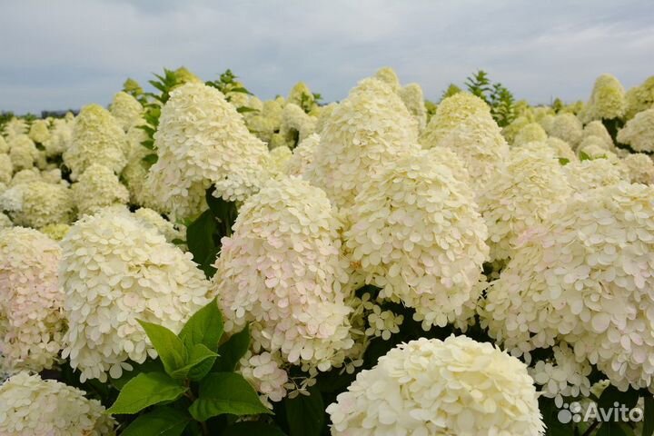 Букеты из живых цветов