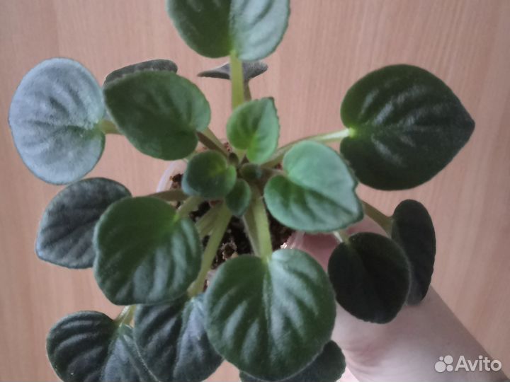 Мини фиалки