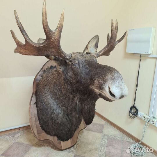 Чучело лося