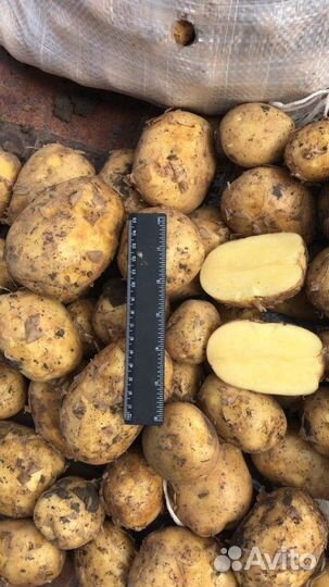 Картошка продажа