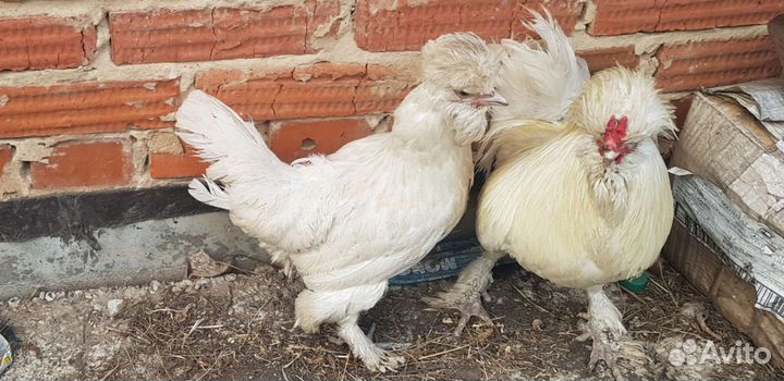 Бараны.Козы.Куры.Утята.Цыплята