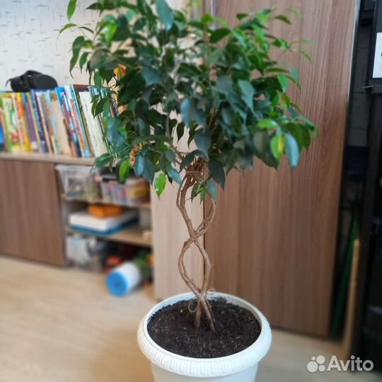 Фикус бенджамина плетеный 70см