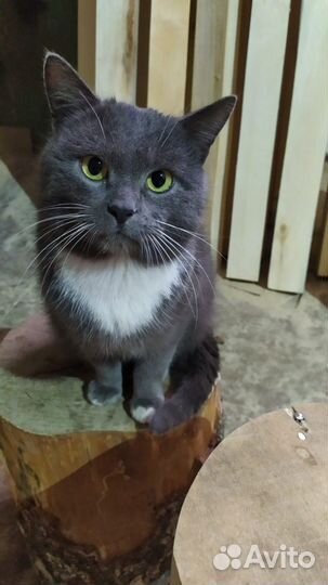 Кот в добрые руки