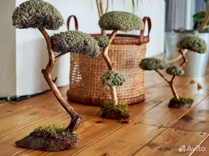 Дерево бонсай из цетрарии ручная работа