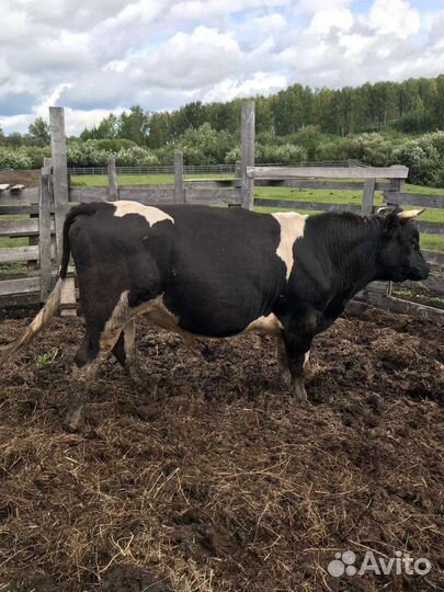 Быки на мясо