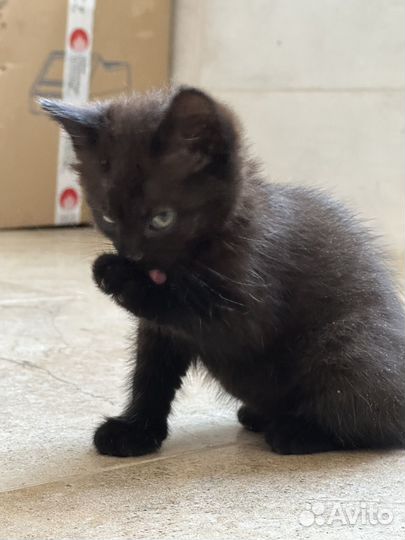 Котята в самые добрые ручки