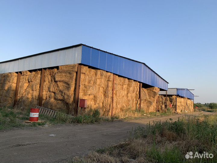 Солома ячменная, пшеничная 2023 года