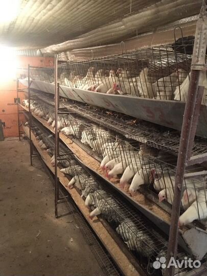 Куры,молодки