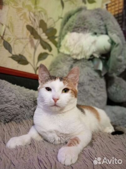 Трёхцветная кошечка