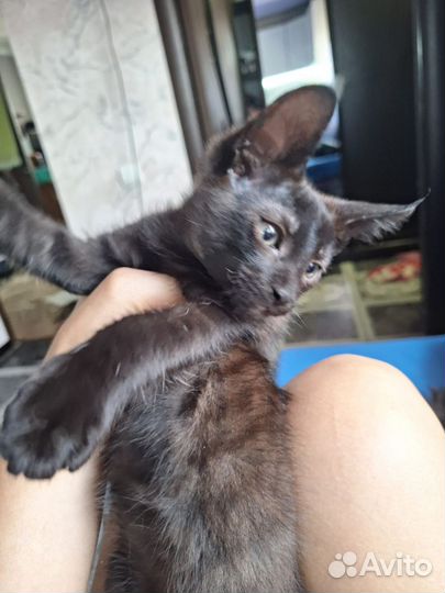 Отдам котят в хорошие руки