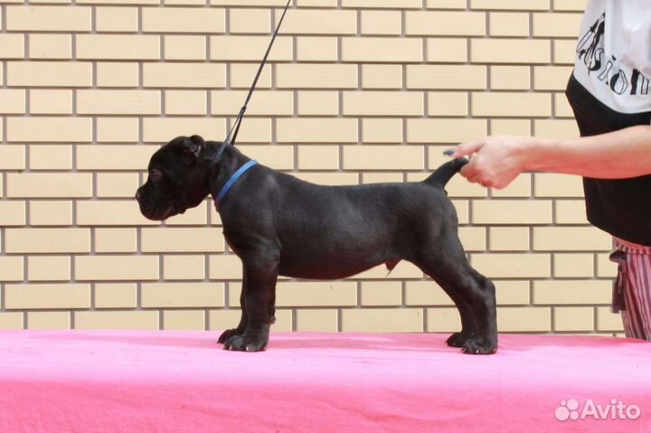 Щенки кане корсо 2 мес