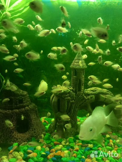 Малёк цихлазома фламинго