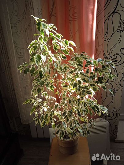 Фикус бенджамина