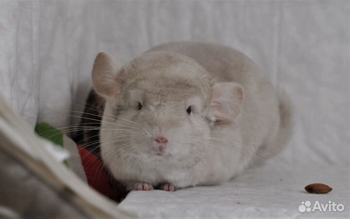 Пара мальчиков шиншилл