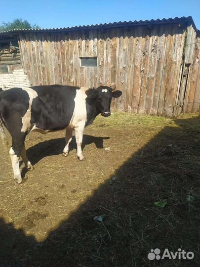 Крупно рогатый скот