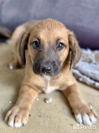 Собака щенок девочка помесь
