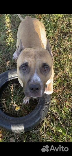 Вязка стафф