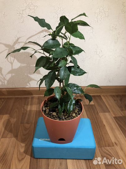 Фикус бенджамина