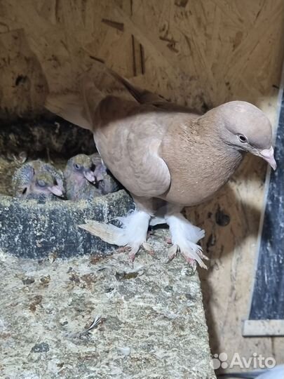 Голуби
