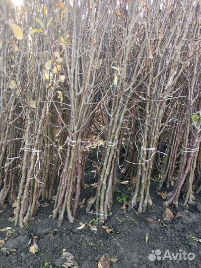 Саженцы черешни