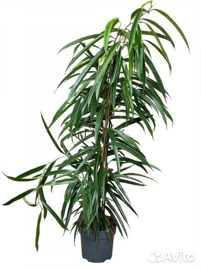 Фикус Бенедикта Али 110 см