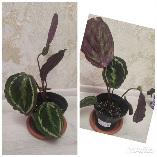 Калатея медальон