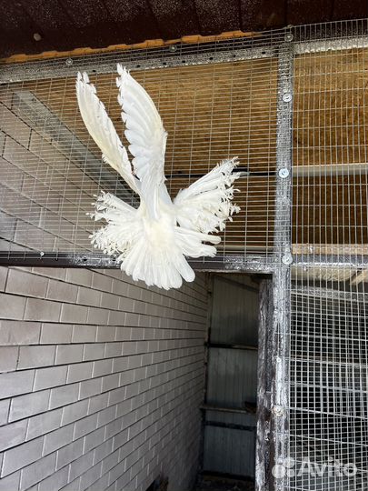 Продажа голубей