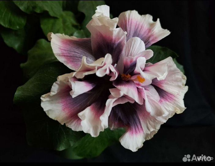 Сортовые гибискусы 2