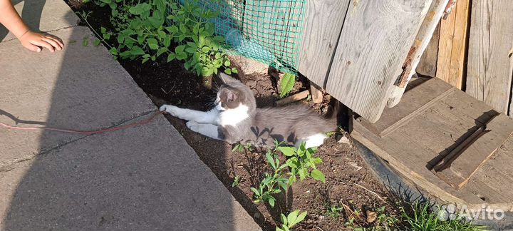 Отдам кота в добрые руки г. Белокуриха