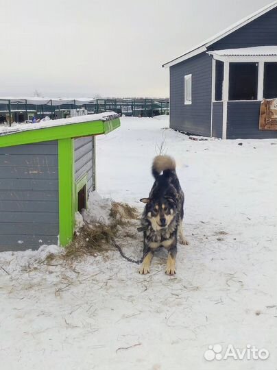 Собака метис маламут