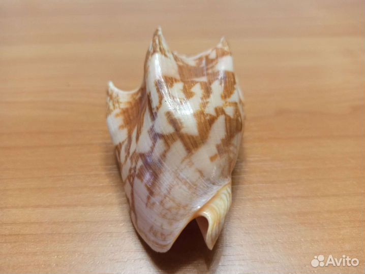 Морская раковина