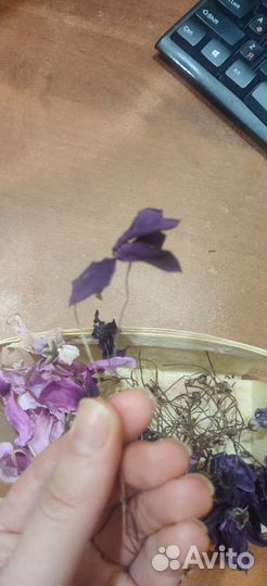 Высушенные цветы цикломена