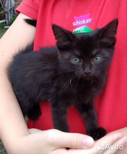 Котята в добрые руки бесплатно