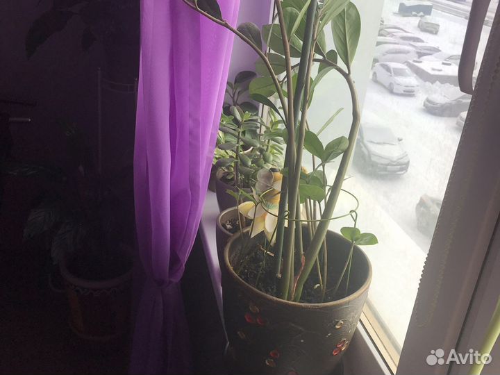 Замиокулькас