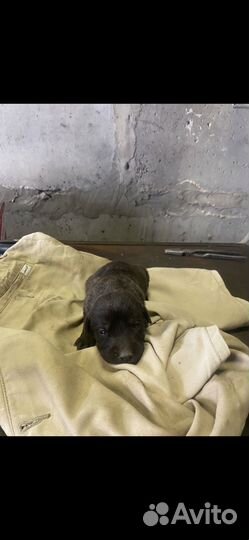 Щенки лабрадора