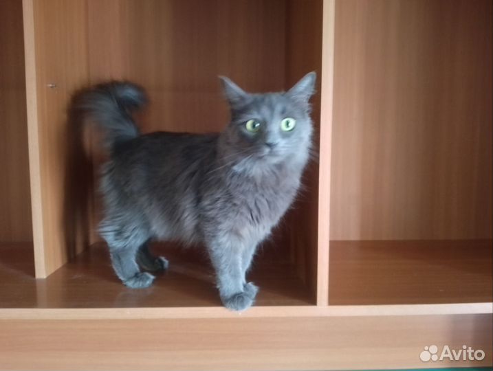 Сибирская кошка ищет Сибирского кота для вязки
