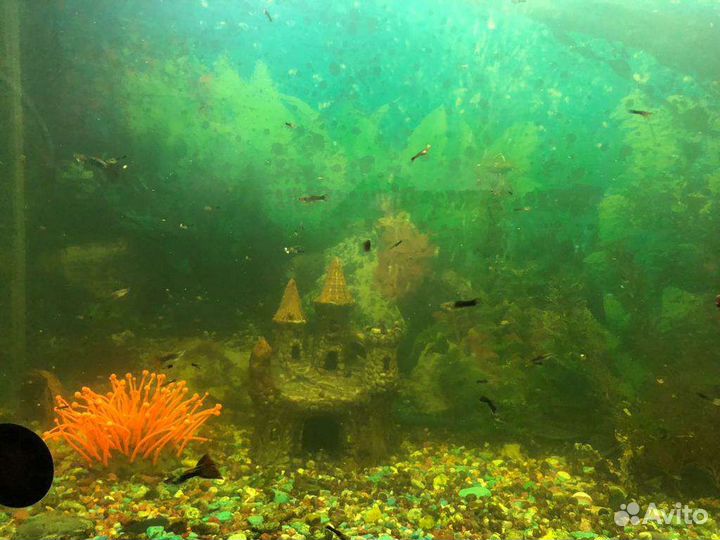 Рыбки гуппи