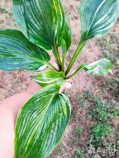 Коллекционные хосты