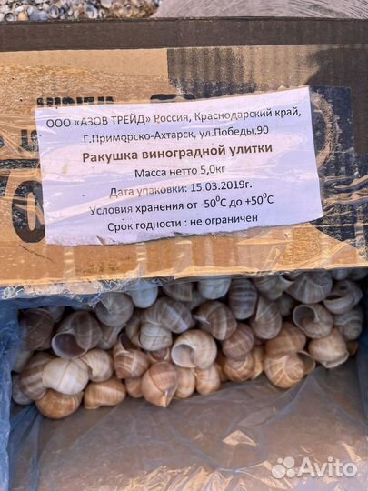 Ракушка виноградной улитки