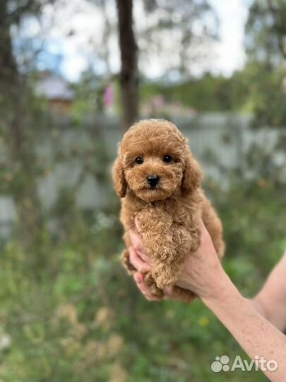 Той пудель мини