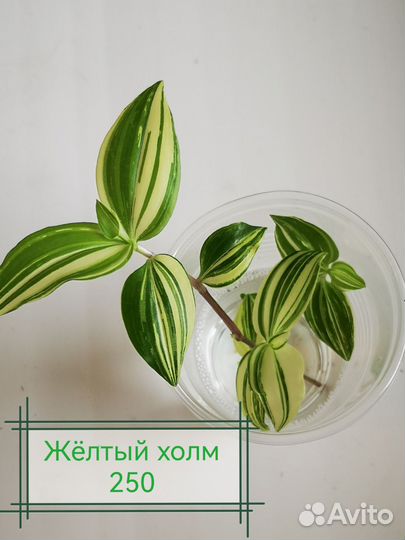 Традесканция, гибазис, фата невесты, нанук